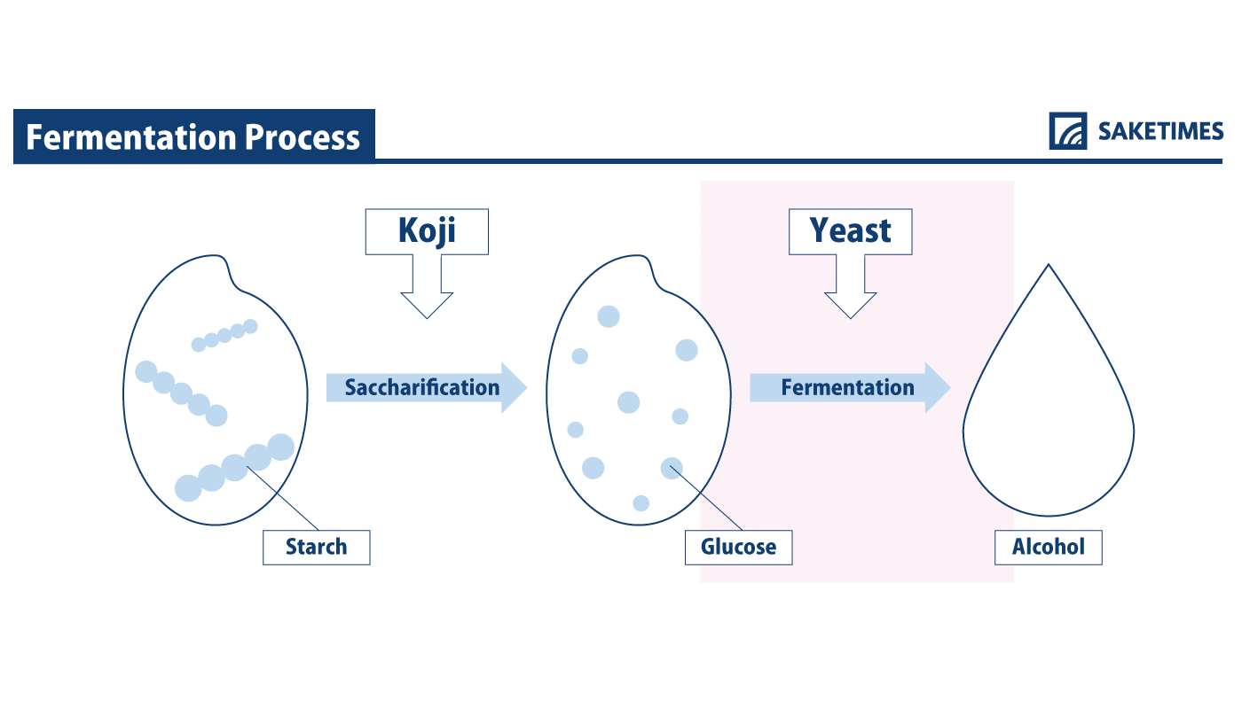 infographic of yeast