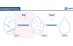 infographic of koji