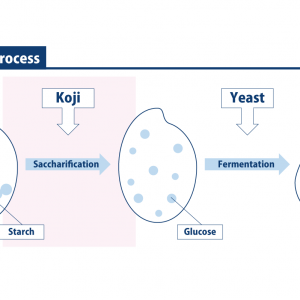 infographic of koji