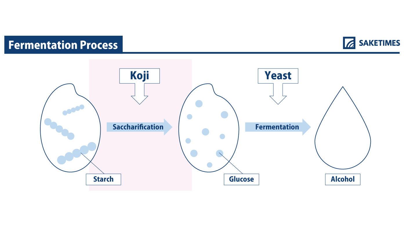 infographic of koji