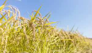 Terroir or rice