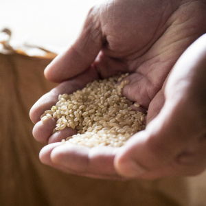 Terroir of sake