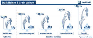 Stalk Height & Grain Weight of sakamai, sake rice