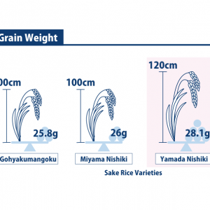 Infographics of Yamada Nishiki