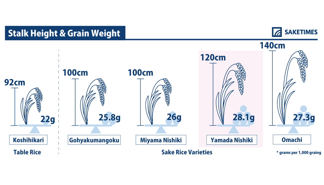 Infographics of Yamada Nishiki