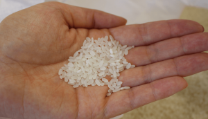 rice of making sake