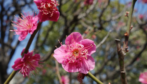 Ume blossoms