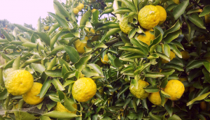yuzu