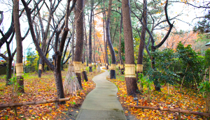 KIKUSUI Sake Culture Institute