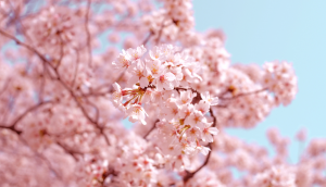 Cherry Blossoms