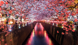 Cherry Blossoms