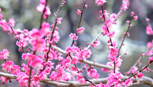 Ume blossoms