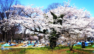 pink cherry blossoms