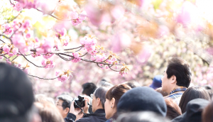 walking hanami