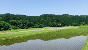 Paddy field