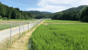 rice field